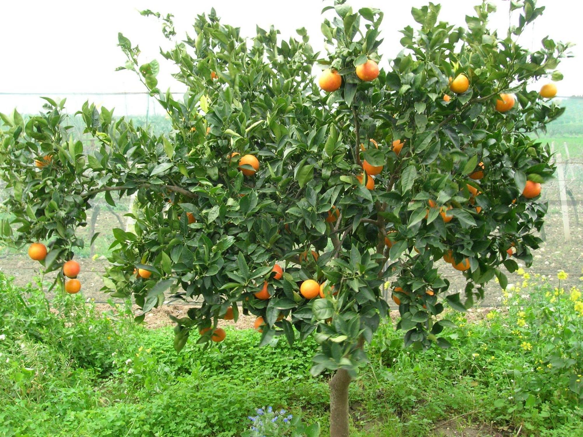 Agriturismo Baglio Donna Santa Dattilo Buitenkant foto